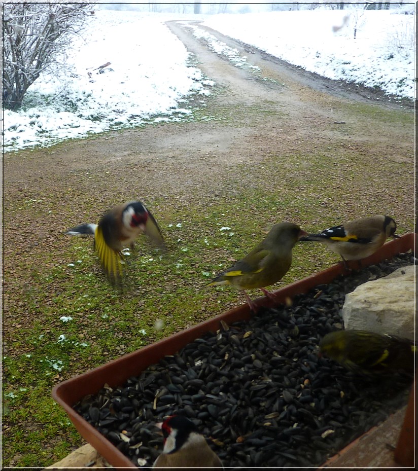 oiseaux neige mars 2013